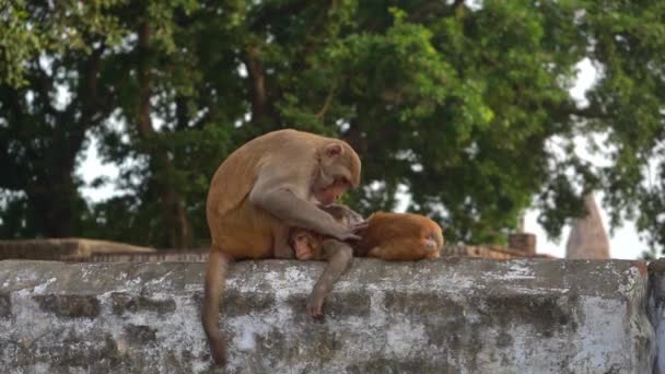 Brown Monkey sitter på toppen av betong vägg ser löss på sitt spädbarn i Agra, Indien. - brett skott — Stockvideo