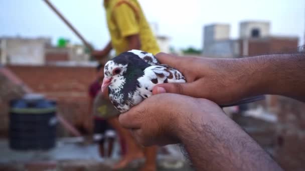 L'homme tient un pigeon sauvage dans ses mains - gros plan — Video