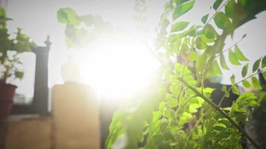 Açık Hava Bitkisi Agra 'da Güneş Tarafından Işıklı Yapraklar, Uttar Pradesh, Hindistan - Yakın çekim