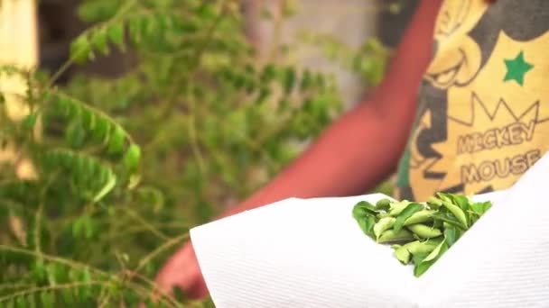 Groene kerriebladeren plukken in de achtertuin in Agra, India - Rack Focus — Stockvideo