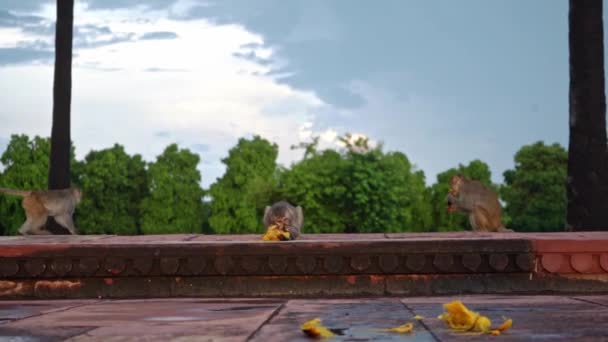 Apor strövar omkring och några äter mogna frukter på en trottoar i parken i Agra, Indien - Medium skott — Stockvideo
