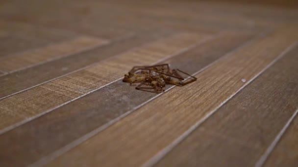 Hormigas comiendo el cadáver de una araña en un piso de madera en Agra, India - tiro de bajo nivel — Vídeos de Stock