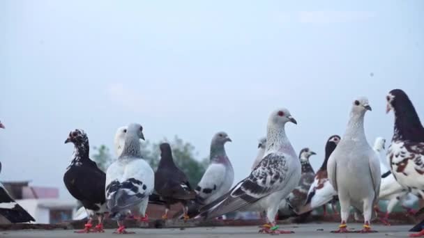 Haustauben auf der Betonplatte - hautnah — Stockvideo