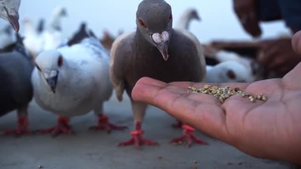 Paloma comiendo semillas de una mano de hombre - de cerca - Slo Mo — Vídeos de Stock