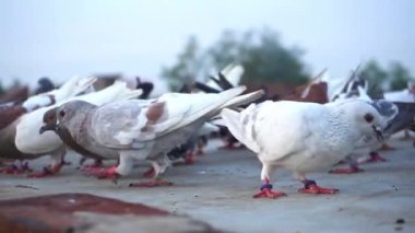 Bir grup yerli güvercin Agra Hindistan yakınlarındaki bir beton parçasında tohum yiyor. Yakın plan.