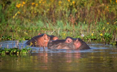Kenya 'daki Naivashas gölünde suya batmış iki su aygırı.