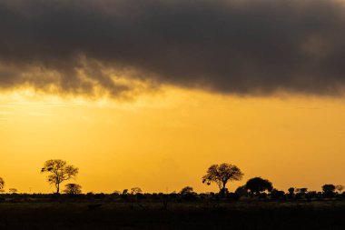 Kenya 'daki Masai Mara Ulusal Parkı' nda gün batımı manzarası
