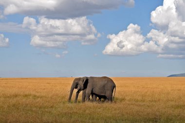 Kenya 'daki Masai Mara Ulusal Parkı' nda gün batımı manzarası