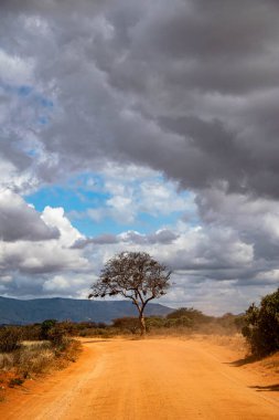 Kenya 'daki Masai Mara Milli Parkı' nda bulutlu mavi gökyüzünün altındaki toprak yolda ağaç.