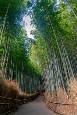 Japonya, Kyoto 'da insansız Arashiyama bambu ormanı