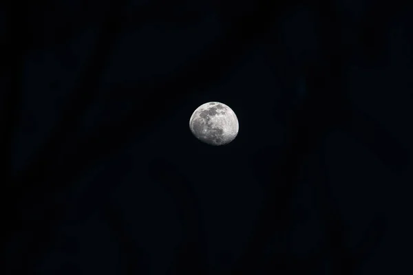 Φωτισμένο Φεγγάρι Ανάμεσα Στα Δέντρα — Φωτογραφία Αρχείου