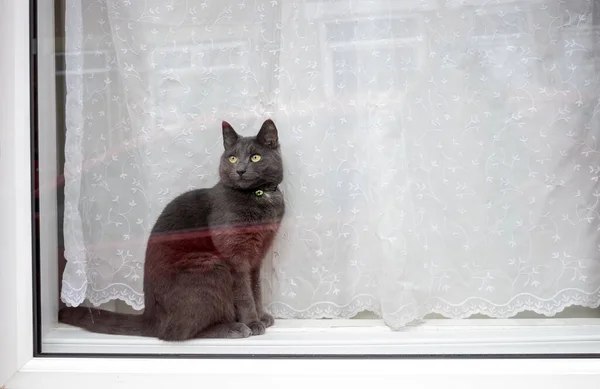 A black cat with yellow eyes indoors looking out the window. Animals in self isolation concept because of Covid-19 during the second lockdown in England.
