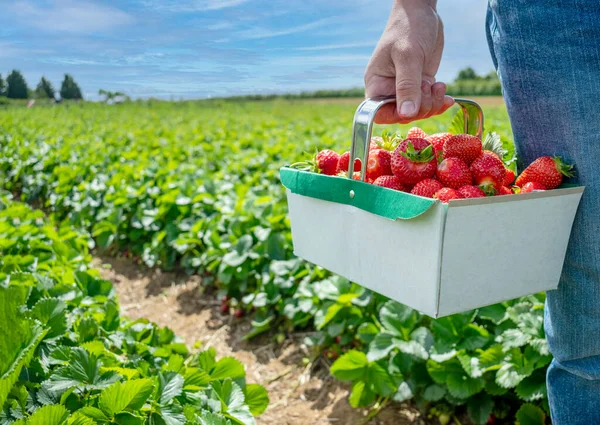 Young man with a basket full of freshly picked strawberries in his hand with a blurry background of a green field full of them.