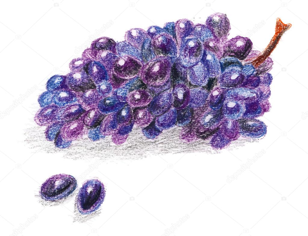 Realistic grape drawn by color pencils isolated on white background.