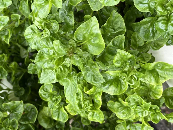 Kahve ve limon çayı.