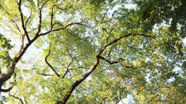 Arka plandaki ağaçta bahar yaprakları