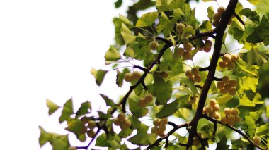 bahar arkaplanındaki yeşil yapraklar