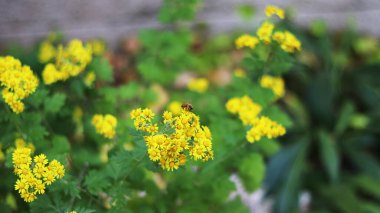 Sarı çiçekler ve arka planda arı, kapatın.