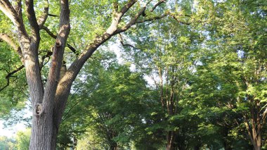 Arka planda parktaki yeşil ağaç