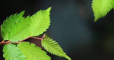 Arkadaki ağaçta yeşil yapraklar