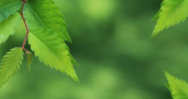 Arkadaki ağaçta yeşil yapraklar