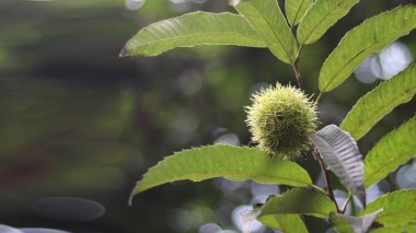 Kestane ağacı ve kestane bahçesinde