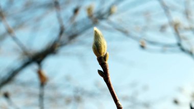 Yumuşak beyaz arkaplanda dallar ve tomurcuklar.