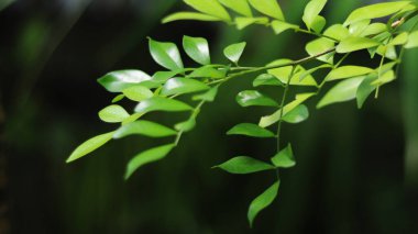 Arkadaki ağaçta yeşil yapraklar