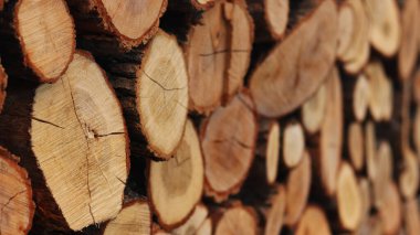 Yığılmış odun kütükleri kış için hazır
