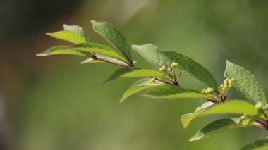 Arkadaki ağaçta yeşil yapraklar