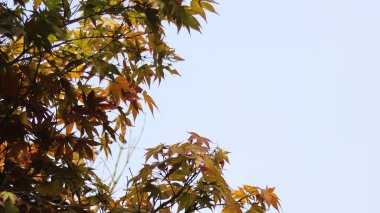 Arka plandaki ağaçta sonbahar yaprakları