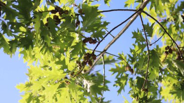Arkadaki ağaçta yeşil yapraklar