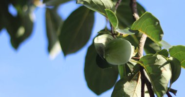 Arkadaki ağaçta yeşil mango