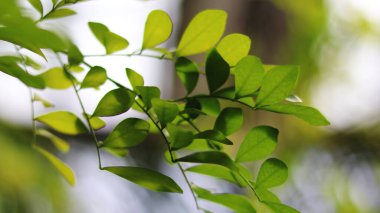 Arkadaki ağaçta yeşil yapraklar