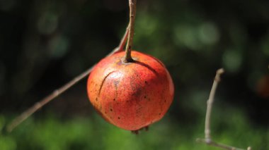Arkaplanda nar ağacı, kapat