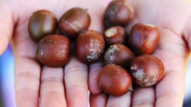 Arka planda meşe palamutları, kapatın