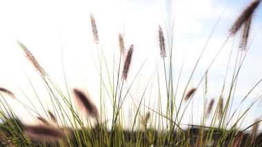 Sabahları göz kamaştıran sonbahar tarlası
