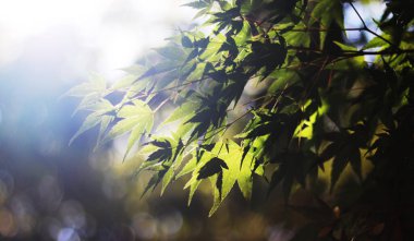 Arkaplanda yeşil yapraklar