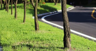 Arka planda ağaçlar olan yol