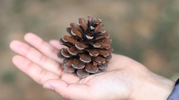 Close Pine Cone Forest — Stock Photo, Image