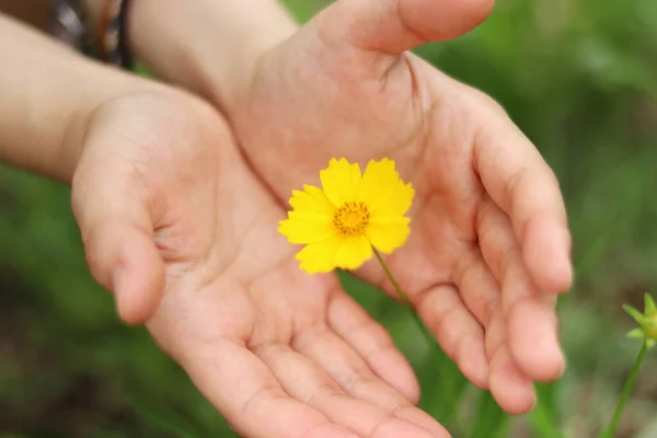 노란 꽃을 잡고 있는 손 로열티 프리 스톡 이미지