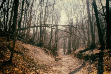 Şafakta ya da Şafakta Yaprak Orman 'da Koşan Yol.