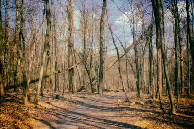 Şafakta ya da Şafakta Yaprak Orman 'da Koşan Yol.