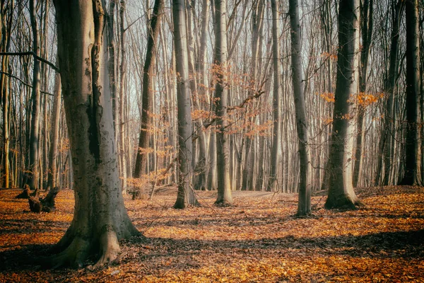 Lane Running Through Deciduous Forest At Dawn Or Sunrise. — Stock Photo, Image