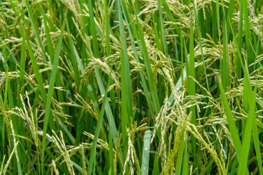 Tayland 'da altın ışıklı pirinç tarlalarını kapatın.