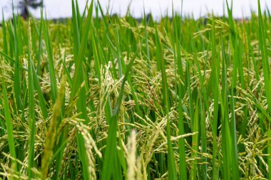 Tayland 'da altın ışıklı pirinç tarlalarını kapatın.