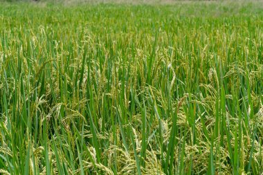 Tayland 'da altın ışıklı pirinç tarlaları