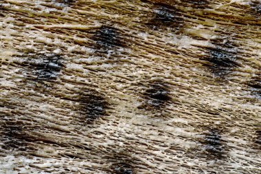 Renk samanının dokusu, soyut arkaplan