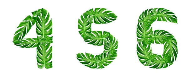 Zöld Levelek Minta Betűtípus Alphabet Levél Monstera Elszigetelt Fehér Háttér — Stock Fotó