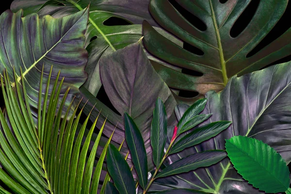 Modèle Feuilles Vertes Pour Concept Nature Feuille Tropicale Fond Texturé — Photo